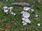 Szagos csigagomba (Hygrophorus agathosmus), Őrség